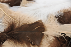 Feathers Turkey Animal 250pk