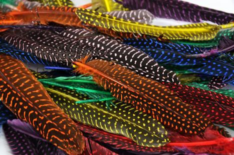 Feathers Quill Spotted 25pk