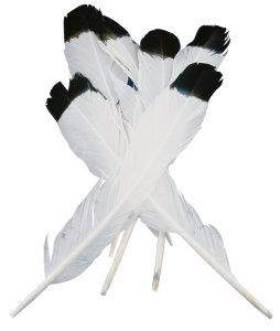 Feathers White/Black Tip 10pk