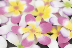 Frangipani Flowers 20pk