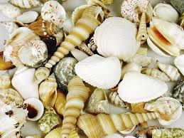 Sea Shells 1kg
