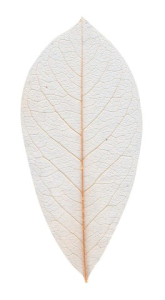 Skeleton Leaves Natural 100pk