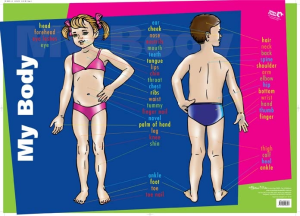 My Body Wall Chart