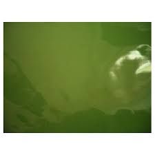 Cellophane Green 25pk