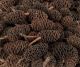 Mini Bud Cones NP010 220g 